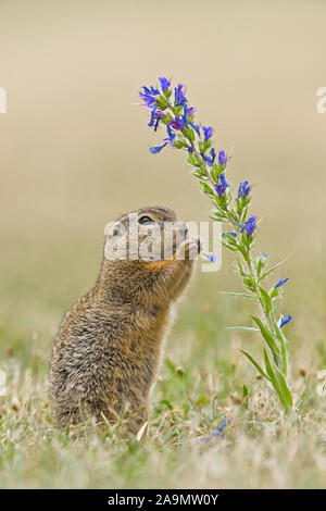 Ziesel (Spermophilus citellus) spermophile européenne Banque D'Images