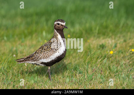 (Pluvialis apricaria) Goldregenpfeifer Pluvier doré Européen Banque D'Images