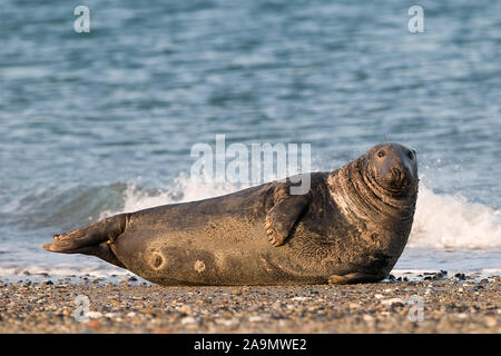 Kegelrobbe, Phoque gris Halichoerus grypus, Banque D'Images