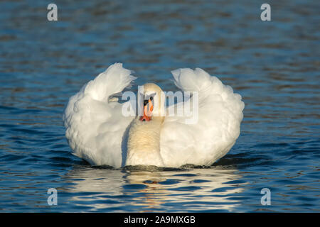 Hoeckerschwan (Cygnus olor) Cygne Muet Banque D'Images