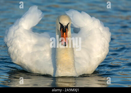 Hoeckerschwan (Cygnus olor) Cygne Muet Banque D'Images