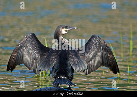 41059, Phalacrocorax carbo, le Grand Cormoran Banque D'Images