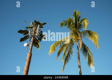 Palmier et tour de téléphonie cellulaire ; Cabo San Lucas, Baja California Sur, au Mexique. Banque D'Images