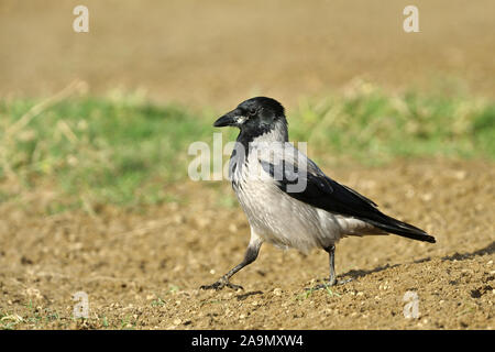 Avantgardiste Nebelkrähe, Corvus corone cornix, Corneille Banque D'Images