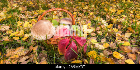 Bannière avec grand panier de champignons sauvages Penny Bun, connu comme Porchini ou Boletus edulis. Automne fond avec de l'herbe bien verte et jaune d'or Banque D'Images