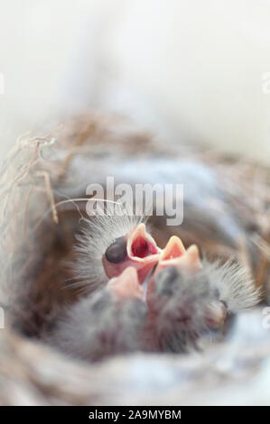 Nouveau-né affamé dans un nid d'oiseaux Banque D'Images