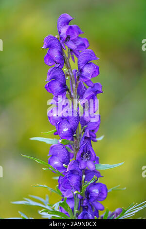 Blauer Eisenhut, Aconitum napellus Banque D'Images