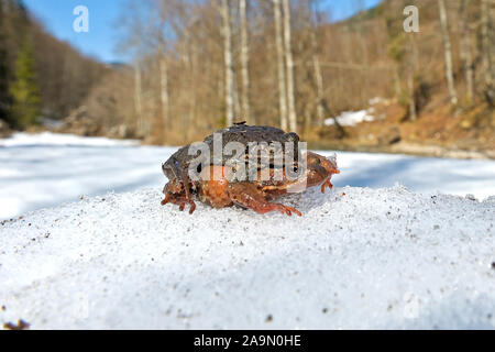 Grasfrosch (Rana temporaria) Banque D'Images