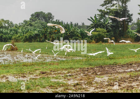 Un troupeau de hérons blancs sur un champ fraîchement labourés à la recherche de vers, insectes et grenouilles de la terre. Banque D'Images