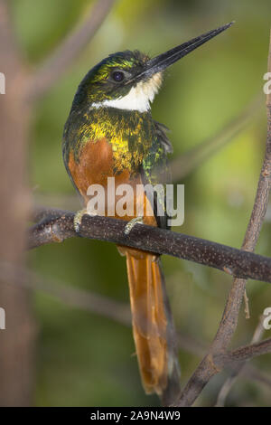 Rotschwanz-Glanzvogel Jacamar à queue Roux Banque D'Images