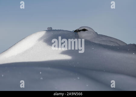 Alpenschneehuhn, Lagopus muta, le lagopède, Alpenschneehuhn Winterkleid im im Schnee Banque D'Images
