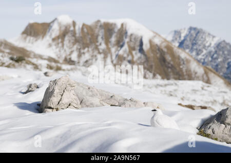 Alpenschneehuhn, Lagopus muta, le lagopède, Alpenschneehuhn im Winterkleid Alpengipfeln sitzt im Schnee vor im Hintergrund Banque D'Images