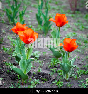 Casa Grande de Casa Grande, tulipes tulip (Tulipa 'Casa Grande'), qui est un type de tulipes Greigii. Beaumont, Alberta, Canada. Banque D'Images