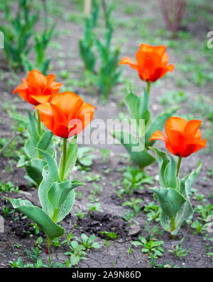 Casa Grande de Casa Grande, tulipes tulip (Tulipa 'Casa Grande'), qui est un type de tulipes Greigii. Beaumont, Alberta, Canada. Banque D'Images