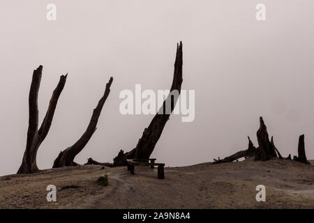 Arbres morts vu près du volcan Chaiten après l'éruption s'est produit en 2008 dans le parc Pumalin, Patagonie, au Chili Chaiten Banque D'Images