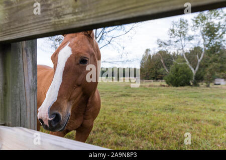 Beau cheval brun à la clôture de bois à travers on farm Banque D'Images