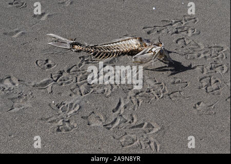 Un squelette de poisson se trouve sur le sable entouré par seagull pistes, racontant l'histoire de sa disparition Banque D'Images