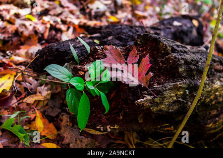 Les feuilles sur un arbre tombé Banque D'Images