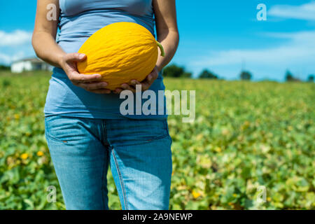 Secteur de la récolte des melons. Journée ensoleillée. Ramasser les melons jaunes en plantation. Woman hold melon dans une grande ferme. Banque D'Images