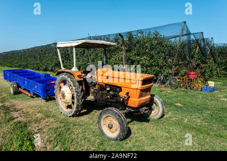 Le tracteur en exploitation de pommes. Tracteur et remorque à l'aide de caisses pour les pommes. La récolte des pommes en grand verger. Journée ensoleillée. La croissance industrielle des pommiers. Banque D'Images