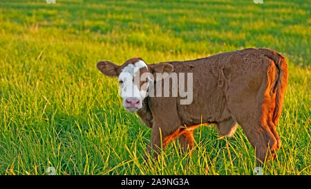 Veau vache Angus Hereford dans staninding la prairie, la fin de l'après-midi du soleil Banque D'Images