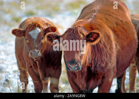 Curieux Angus Hereford Vache et veau à pâturage d'hiver, à la recherche. Banque D'Images