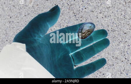 Petite coquille paua (abalone) reposant sur une main bleue à une plage NZ Banque D'Images