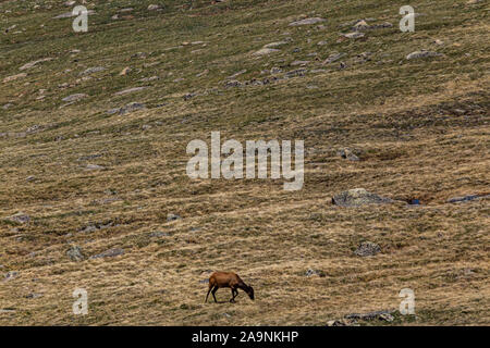 Un cerf mulet dans la toundra à Rocky Mountain National Park dans le Colorado. Banque D'Images