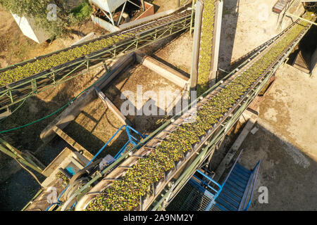 Les olives récoltées fraîches transportés sur de longues courroies de convoyeur à une usine de la presse locale. Banque D'Images