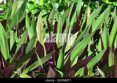 Tradescantia spathacea, le boatlily ou Moïse-dans-le-berceau, est une plante de la famille Commelinaceae Il est originaire de Belize, le Guatemala et le sud du moi Banque D'Images