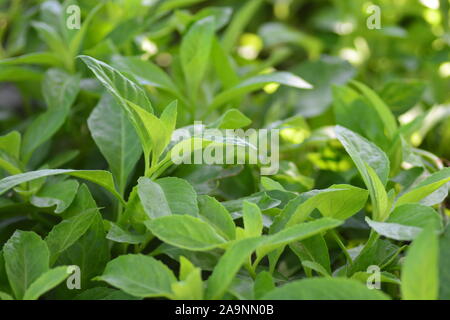 La longévité des épinards, également connu sous le nom de Gynura Procumbens, est un légume qui est récemment devenu très populaire aux États-Unis cette plante qui a été l'origine Banque D'Images