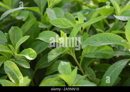 La longévité des épinards, également connu sous le nom de Gynura Procumbens, est un légume qui est récemment devenu très populaire aux États-Unis cette plante qui a été l'origine Banque D'Images