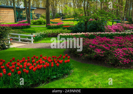 Les clairières fleuries admirable avec des fleurs de printemps et de tulipes colorées dans le magnifique jardin de Keukenhof, lisse, aux Pays-Bas. Jardinage du printemps et de déc Banque D'Images