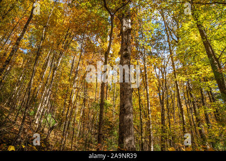 Forêt nationale de Chattahoochee coloré paysage d'automne le long de la piste de Creekside de chutes d'Anna Ruby à Helen, la Géorgie. (USA) Banque D'Images