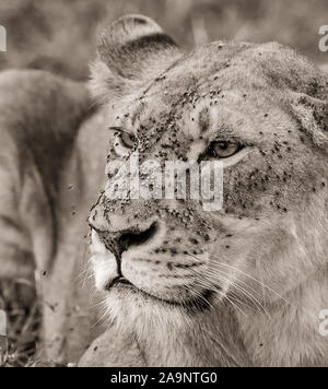 Portrait noir et blanc de la lionne avec des mouches, Maasai Mara, Kenya Banque D'Images