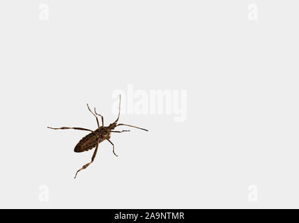 Leptoglossus occidentalis, Western conifer seed bug isolé sur fond blanc. Vue de dessous. Banque D'Images