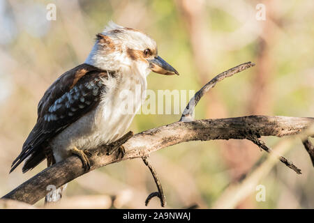 Laughing Kookaburra dans un arbre à Red Hill Nature Reserve, ACT, Australie sur un matin de printemps en octobre 2019 Banque D'Images