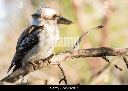 Laughing Kookaburra dans un arbre à Red Hill Nature Reserve, ACT, Australie sur un matin de printemps en octobre 2019 Banque D'Images