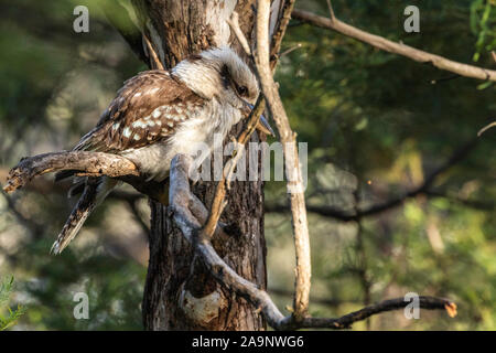 Laughing Kookaburra dans un arbre à Red Hill Nature Reserve, ACT, Australie sur un matin de printemps en octobre 2019 Banque D'Images