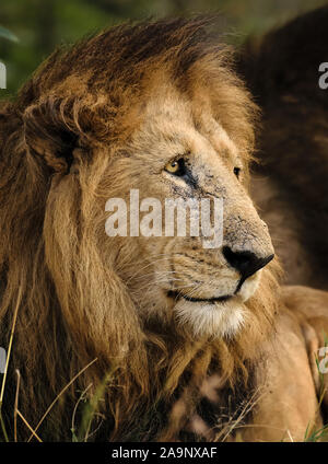 Beau portrait de Lion, Maasai Mara, Kenya Banque D'Images