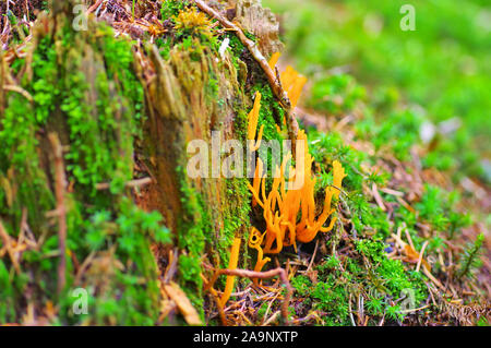 CALOCERA FURCATA, un genre de champignons dans la forêt d'automne en ordre Dacrymycetes Banque D'Images