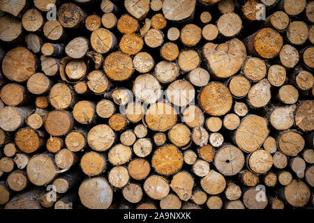 Fermer l'accent sur cut log woods de arbre dans sa forme ronde prêt à utiliser comme combustible du bois de feu dans une cuisinière. Banque D'Images