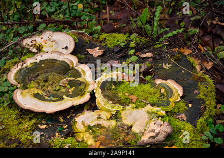 Mardley Heath Woods en France Banque D'Images