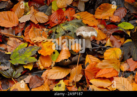 Mardley Heath Woods en France Banque D'Images