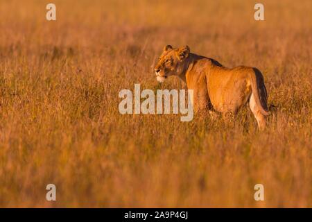 Lioness (Panthera leo) debout dans l'herbe haute, Masai Mara National Reserve, Kenya Banque D'Images