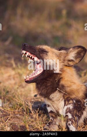Chien sauvage (Lycaon pictus), les bâillements, animal portrait, Okavango Delta, Botswana Banque D'Images
