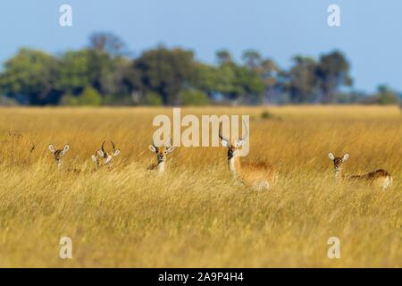 Lechwes rouges (Kobus leche leche), troupeau dans l'herbe haute, Okavango Delta, Botswana Banque D'Images