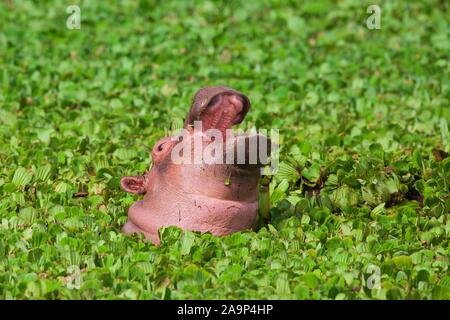 Hippopotame (Hippopotamus amphibus), les jeunes avec la bouche ouverte, portrait des animaux avec la laitue d'eau (Pistia stratiotes), Masai Mara National Reserve Banque D'Images