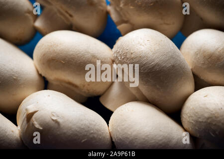 Close-up de plusieurs rangées de champignons blancs. Banque D'Images