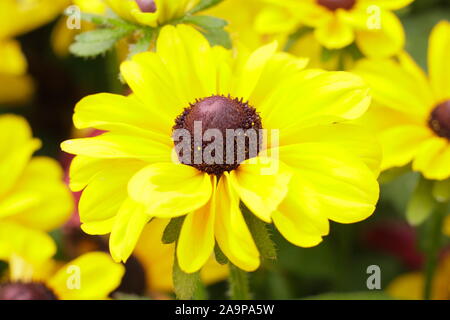 Rudbeckia hirta 'toto' Citron Gloriosa Daisy Banque D'Images